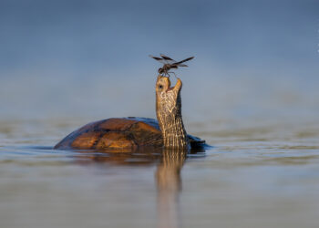 Wildlife Photographer of the Year People’s Choice Award