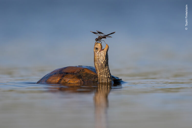 Wildlife Photographer of the Year People’s Choice Award