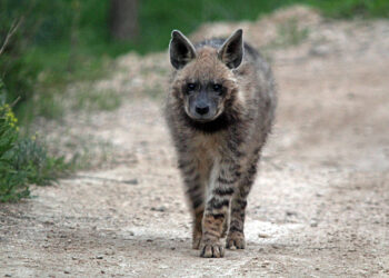 Hyenas: Native to Israel and Largely Misunderstood