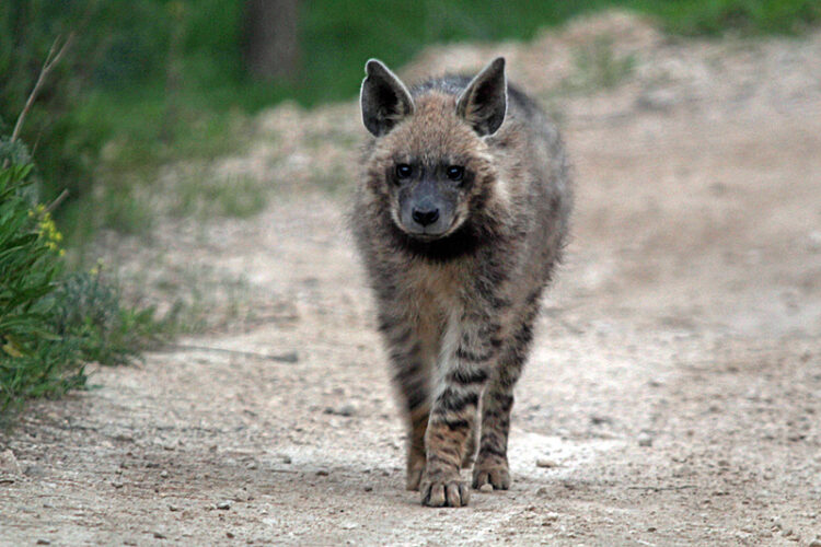 Hyenas: Native to Israel and Largely Misunderstood