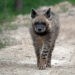 Hyenas: Native to Israel and Largely Misunderstood
