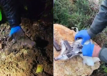 Israeli Security set to charge 13 Arab Israelis for plotting attacks