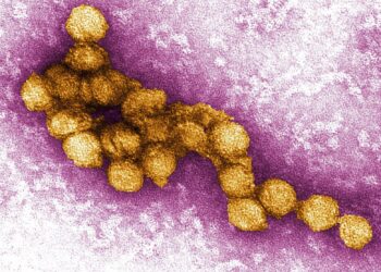 Israel Grapples with Mosquito Illnesses: West Nile and Dengue Fever