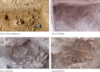 Donkeys From Egypt Found Buried in Israel in Bronze Age Ritual Site